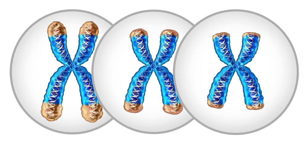 telomeres and our chromosomes in aging